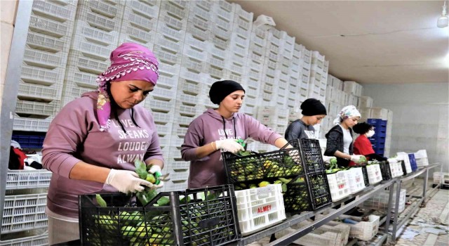 Savaşan ülkelere durma noktasına gelen tarım ürünleri ihracatı yeniden başladı