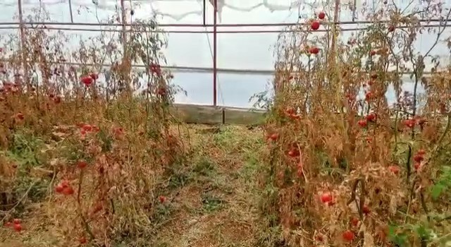 Serada cansız bedeni bulunan çiftçinin şüpheli ölümünde 3. kez gözaltına alınan şüpheli tutuklandı
