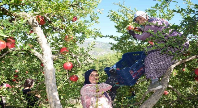Seranın merkezi Kumlucada nar bereketi
