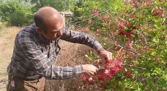 Şifa deposu Gilaburu hasadı başladı