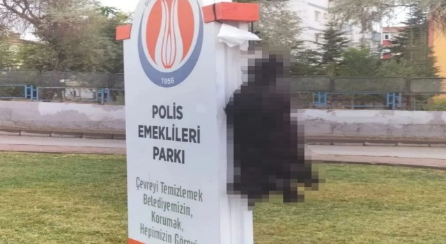 Sincanda ölü bulunan kedilerin zehirlendiği iddia edildi