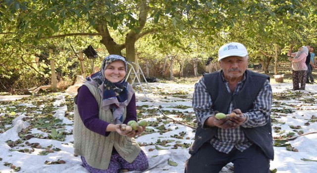 Sındırgıda ceviz hasadı başladı...Rekolte iki katına çıktı
