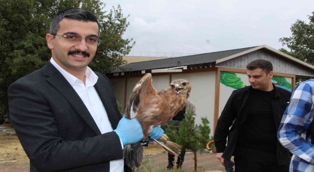Şırnakta tedavisi tamamlanan kumru, kartal ve kızıl şahin doğaya bırakıldı