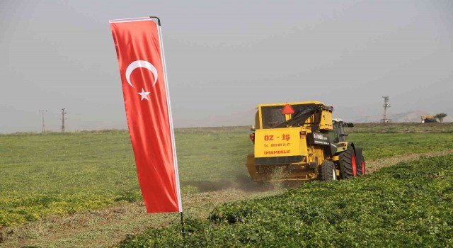 Şırnakta yerfıstığı hasadı şenlikle başladı