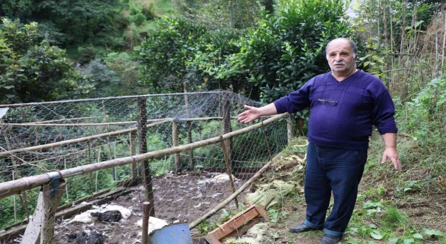 Sokak köpekleri kümese girdi, 17 tavuğu telef etti