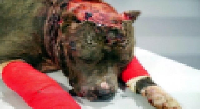 Son 12,5 yılda hayvanlara kötü davrananlara 643 bin TL ceza kesildi