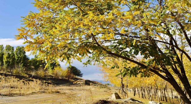 Sonbaharın sarı rengi büyüledi