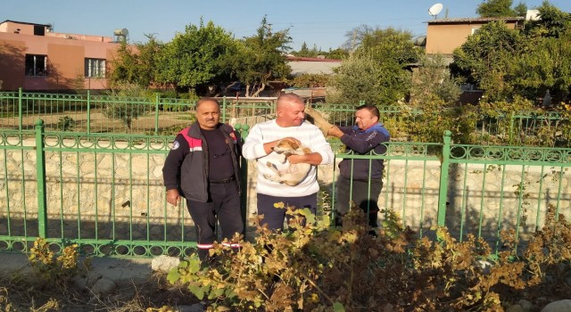 Sulama kanalına düşen yavru köpeği itfaiye kurtardı