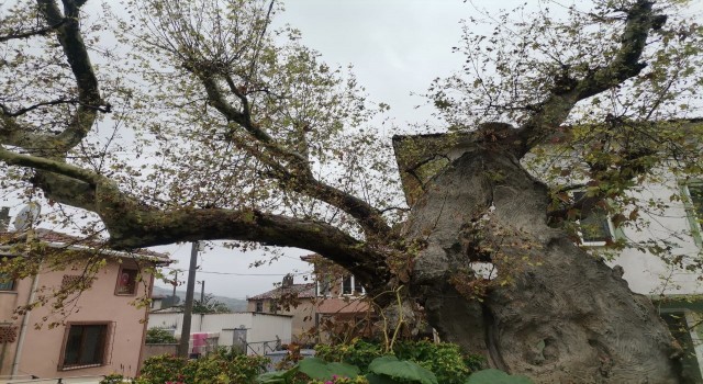 Tarihi ulu çınar ve Ulu Cami yıllara meydan okuyor