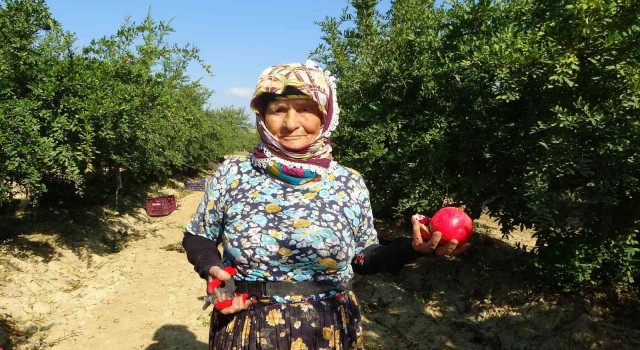 Tarlada çalışan 64 yaşındaki Zehra Teyze, gençlere taş çıkartıyor