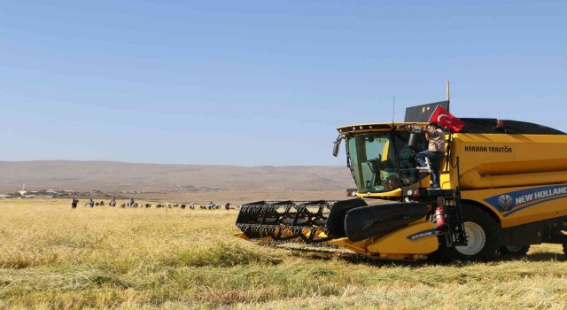 Taşlı arazilerde yetişen tescilli Karacadağ pirincinin hasadı başladı