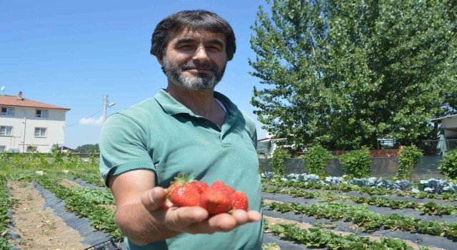 Tavşanlının Kuruçay beldesinde çilek üretimi yaygınlaşıyor