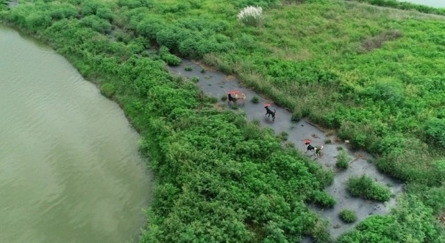 Tayvanda sokak köpekleri sorununa dronlu çözüm