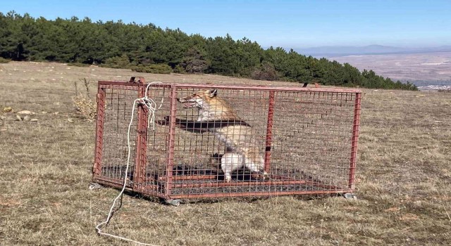 Tedavi edilen kızıl tilki doğaya salındı