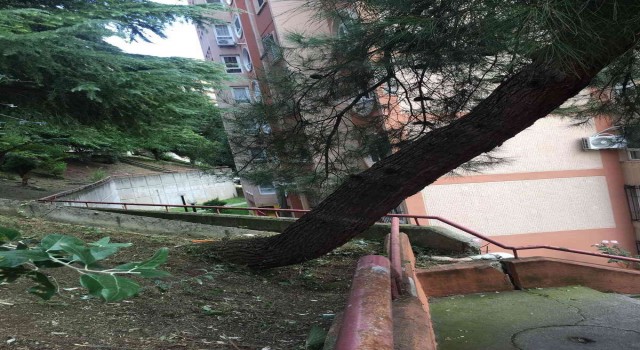 Tehlike arz eden ağaca müdahale edildi