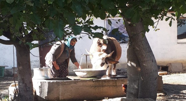 Tek geçim kaynaklarını yangında kaybetmişlerdi: O aileye kaymakamlık inek hediye etti