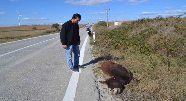Tekirdağ yürek burkan görüntü: Arabanın çarptığı eşek ölüme terk edildi