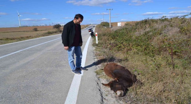 Tekirdağ yürek burkan görüntü: Arabanın çarptığı eşek ölüme terk edildi