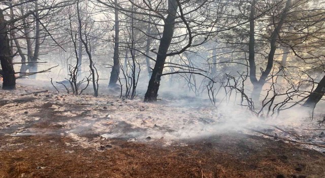 Tekirdağda orman yangını söndürüldü