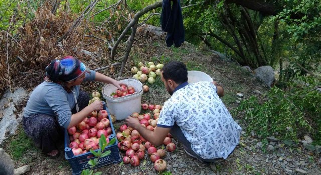 Tescilli Kuytucak narında hasat başladı