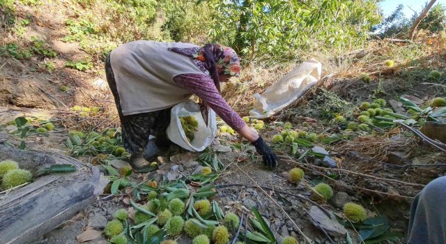 Tirede kestane hasadı başladı