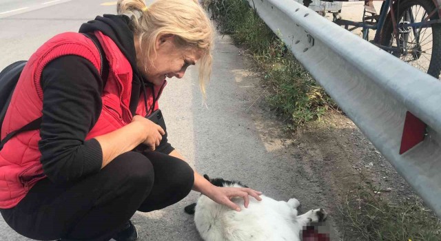 Tırın ezdiği köpek telef oldu, mahalle sakinleri gözyaşlarını tutamadı