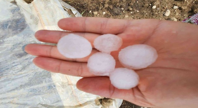 Toplanmayı bekleyen pamuğu dolu vurdu