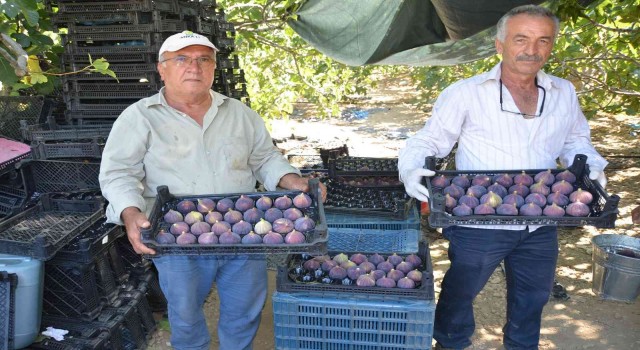 Torosların yüksek kesimlerinde incir hasadı sona erdi