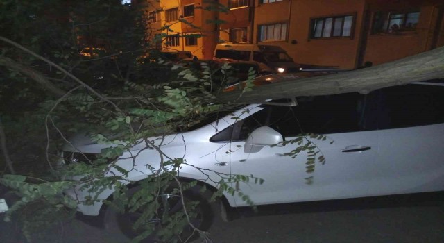 Trabzonda şiddetli rüzgar etkili oldu