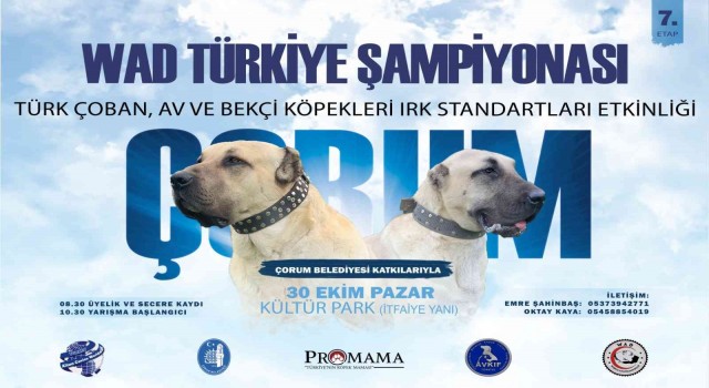 Türk çoban köpeği ırkları Çorumda podyuma çıkacak