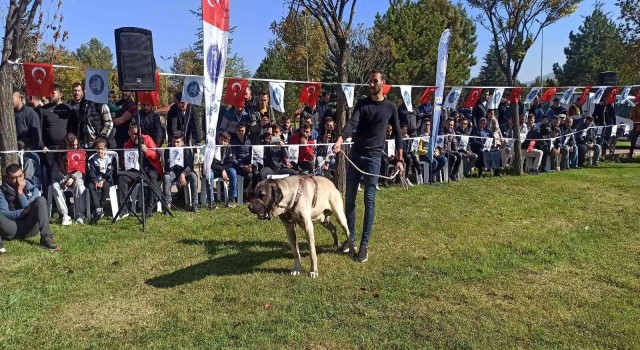 Türk çoban köpekleri podyuma çıktı