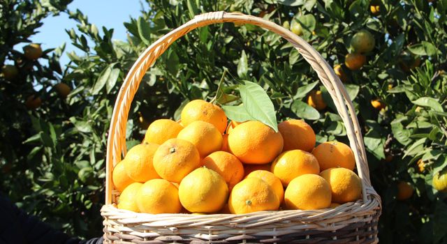 Türkiye, mandalina ihracatında 650 milyon dolar hedefliyor