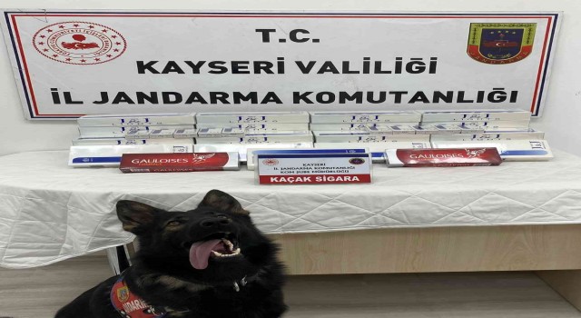 Tütün tespit köpeği Yolcu, sigara kaçakçılarını engelledi