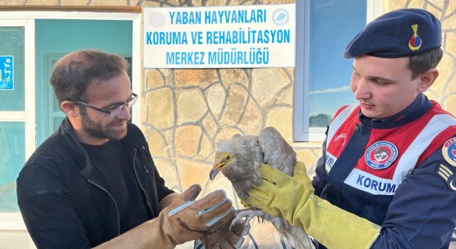 Vanda bulunan Mısır akbabası tedavi altına alındı