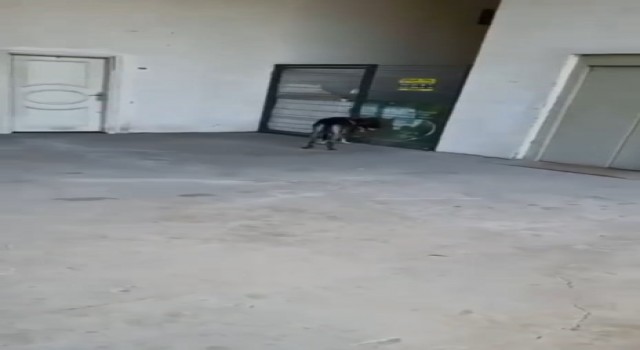 Vicdansız hırsız köpeğe şiddet uyguladı: O anlar kamerada