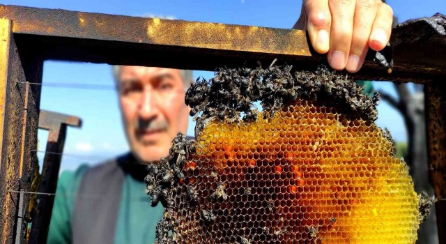 Vicdansızlar 400 kovan arıyı diri diri yaktı