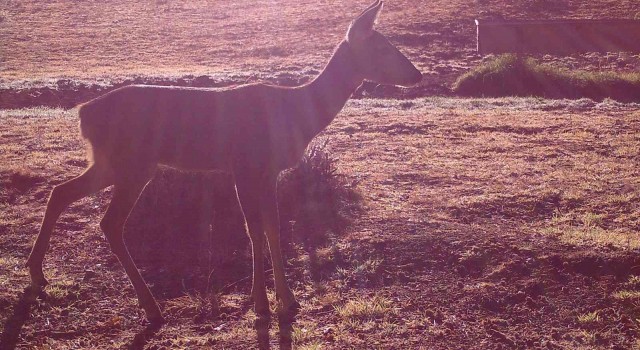 Yaban hayatı fotokapanla görüntülendi