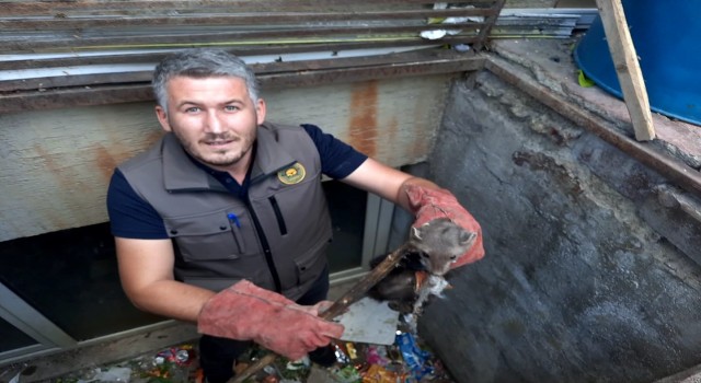 Yağmur suyu mazgalına sıkışan sansar kurtarıldı