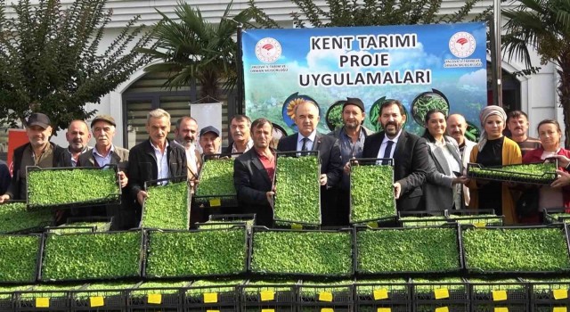 Yalovada 35 çiftçiye 500 bin adet kıvırcık fidesi dağıtıldı