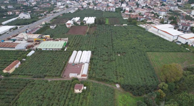 Yalovada kivi üreticisini rekoltesi ile sevindirdi, kalibresi ile üzdü