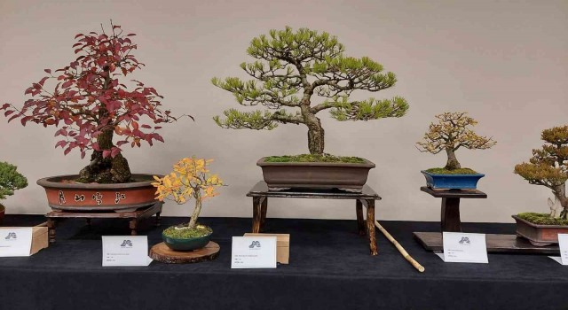 Yalovada Uluslararası Bonsai Sempozyumu düzenlenecek