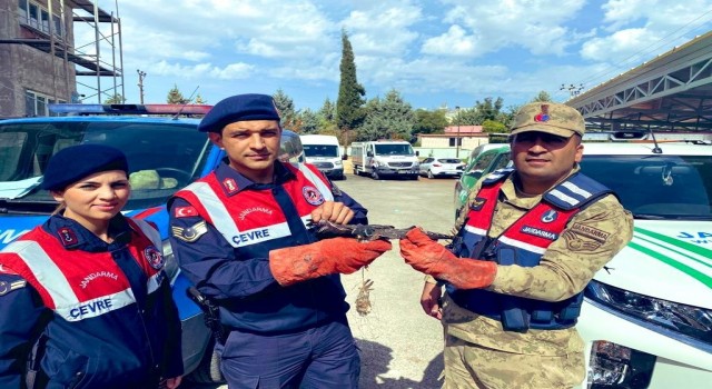 Yaralı bulunan atmaca koruma altına alındı