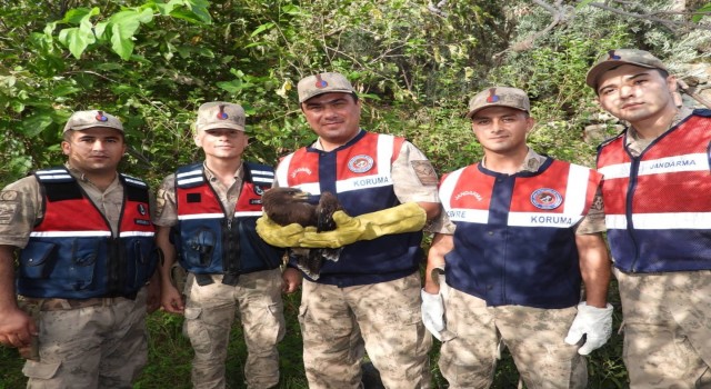 Yaralı bulunan küçük orman kartalı tedaviye alındı