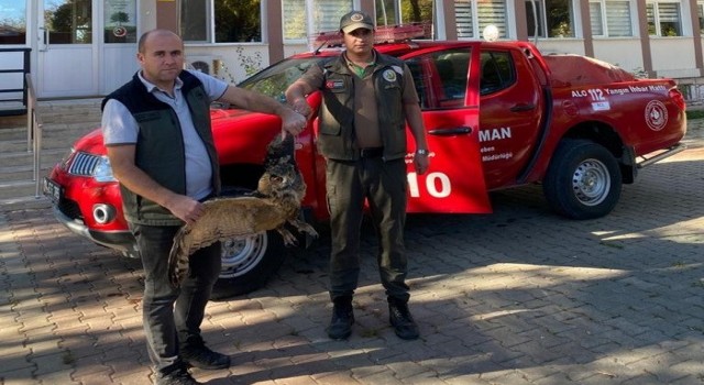 Yaralı puhu kuşu tedavi altına alındı