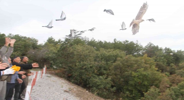 Yasa dışı canlı mühre ile avlanan şahin doğal yaşam alanına bırakıldı