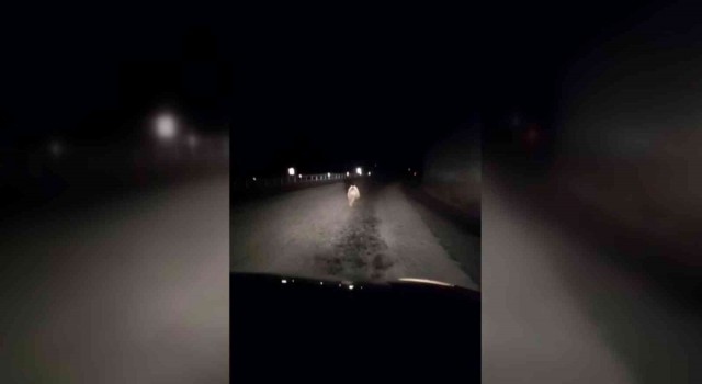 Yavru ayı kara yolunda otomobilin ışığıyla son sürat koştu