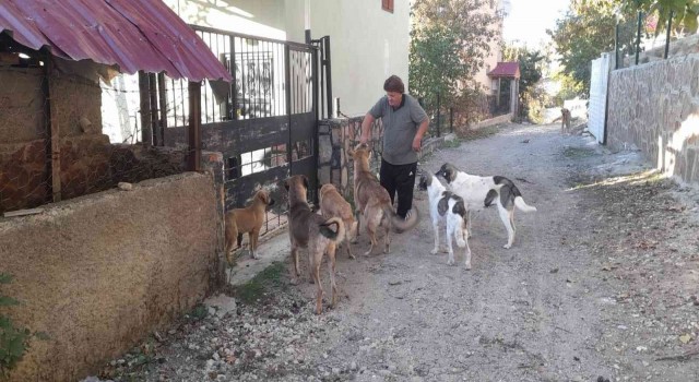 Yaylalar boşalınca aç kalan hayvanları muhtar doyurdu