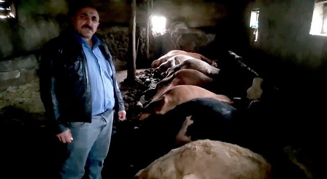 Yozgatta yıldırım isabet eden ahırdaki 7 büyükbaş hayvan telef oldu