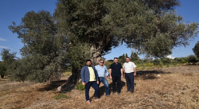 Yurt dışından gelen Zeytin dostu kentlerin heyeti Aydında ağırlandı