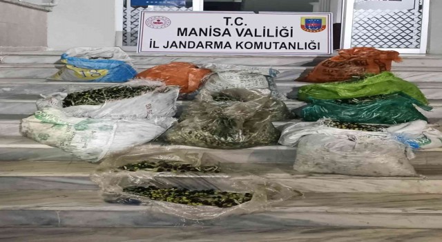 Zeytin hırsızlığına 4 gözaltı